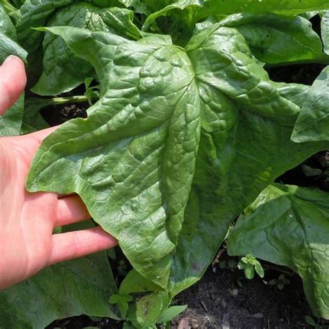 blue spinach australia.